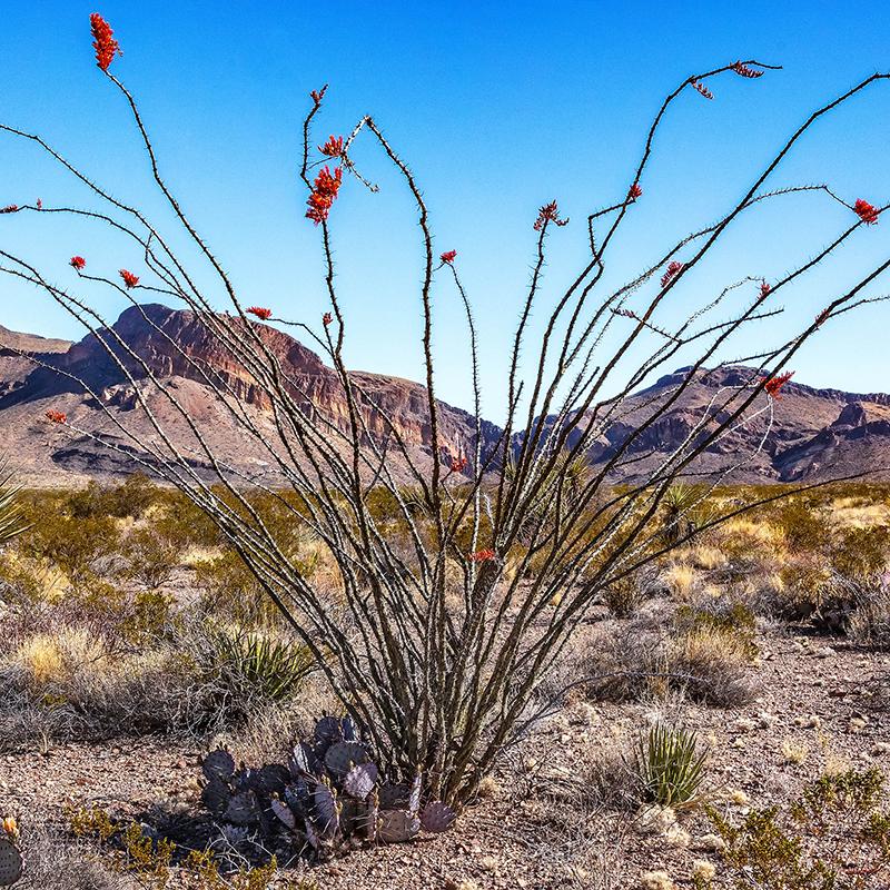 Bipartisan legislation has been introduced in Congress to allow Big Bend National Park to grow by more than 6,000 acres/Rebecca Latson file Bipartisan legislation has been introduced in Congress to allow Big Bend National Park to grow by more than 6,000 acres/Rebecca Latson file