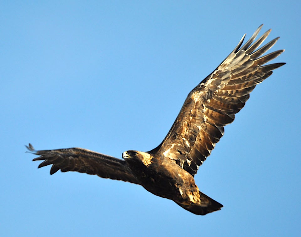 The annual Christmas Bird Count is returning to Bighorn Canyon NRA this month/NPS