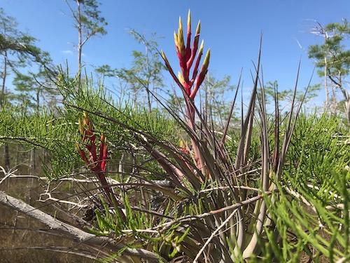Cardinal airplants, epiphytes, are listed as endangered by the state of Florida. They anchor themselves to dwarf cypress trees in Big Cypress/Kurt Repanshek Cardinal airplants, epiphytes, are listed as endangered by the state of Florida. They anchor themselves to dwarf cypress trees in Big Cypress/Kurt Repanshek