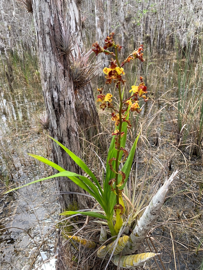 A cigar orchid in bloom in the Big Cypress National Preserve/Dr. Hong Liu