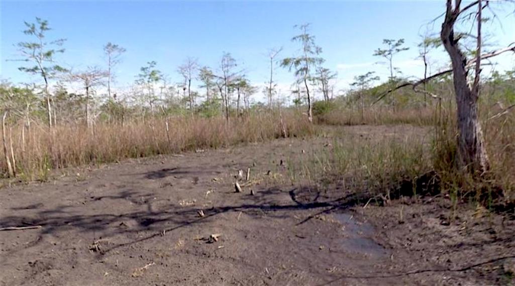 Some impacts from Burnett Oil's 2017 and 2018 exploration in Big Cypress were highly visible in 2020/Kurt Repanshek file