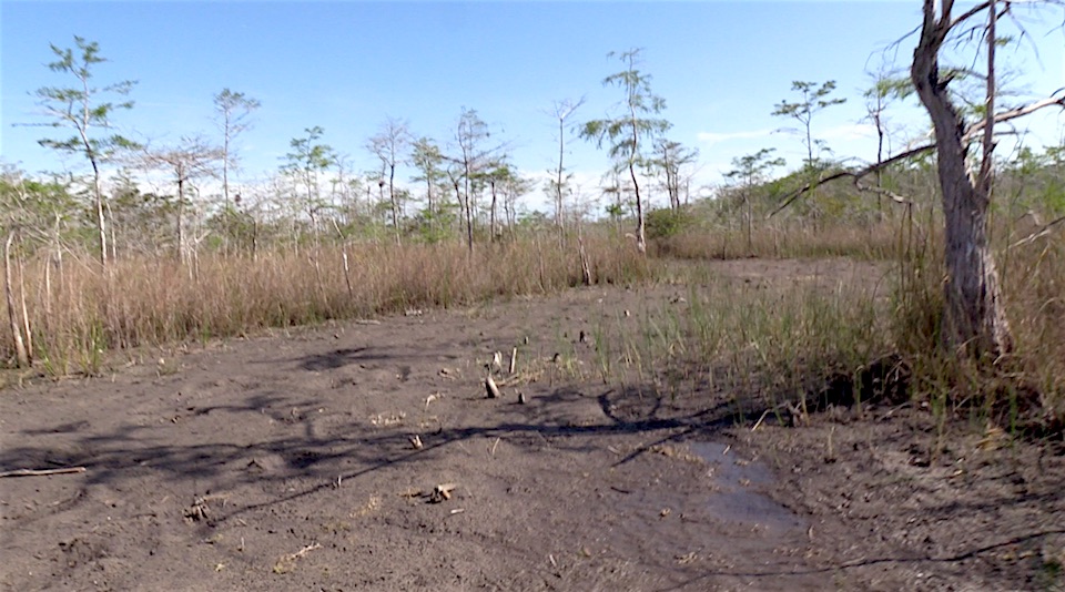 Seismic line impacts in Big Cypress National Preserve/Kurt Repanshek