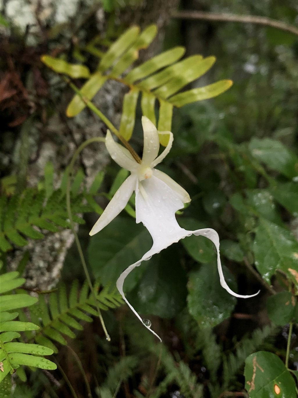 A ghost orchid in bloom in Big Cypress National Preserve/Tony Pernas