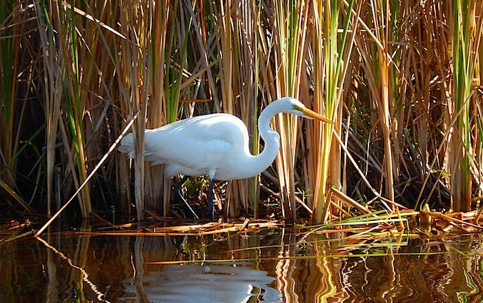 Great egret in Big Cypress National Preserve/NPS