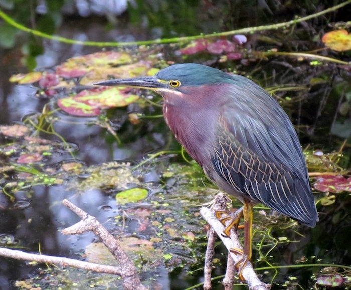 Green Heron, Big Cypress National Preserve/Kirby Adams