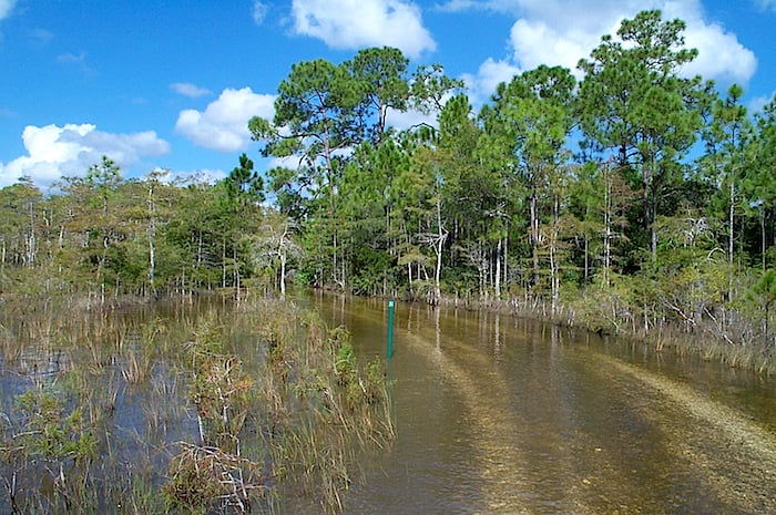 ORV trail at Big Cypress National Preserve/NPS