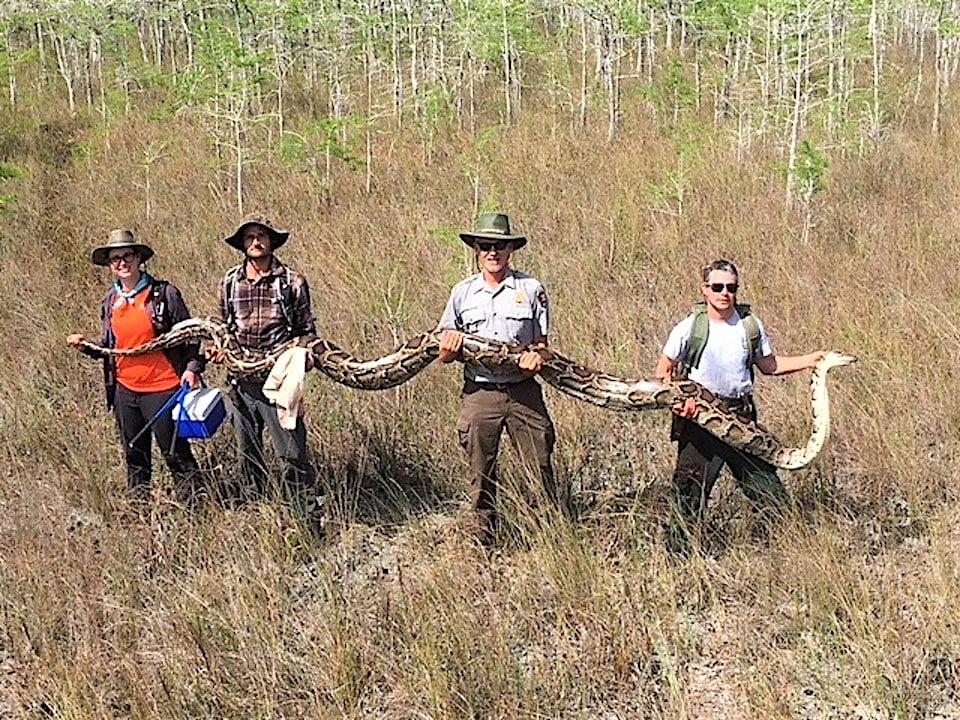 Record 17-foot python captured in Big Cypress National Preserve/NPS