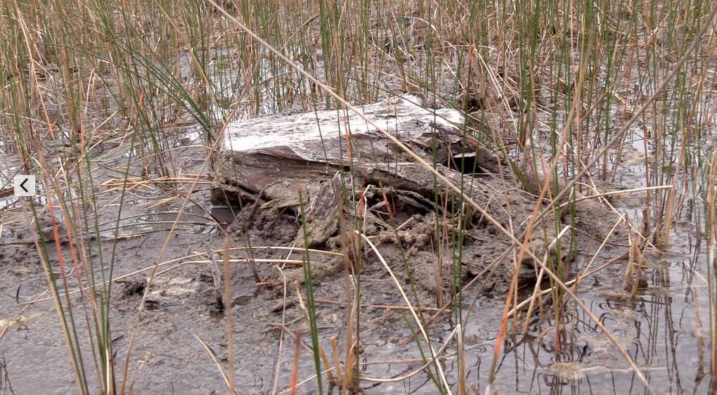 Stump of dwarf cypress tree at Big Cypress National Preserve/Kurt Repanshek file