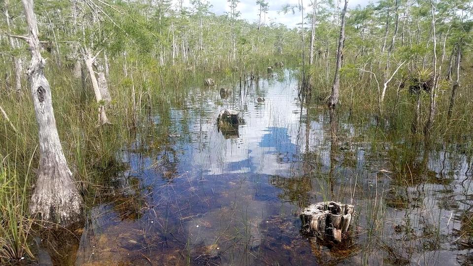 Seismic line in Big Cypress National Preserve/NRDC