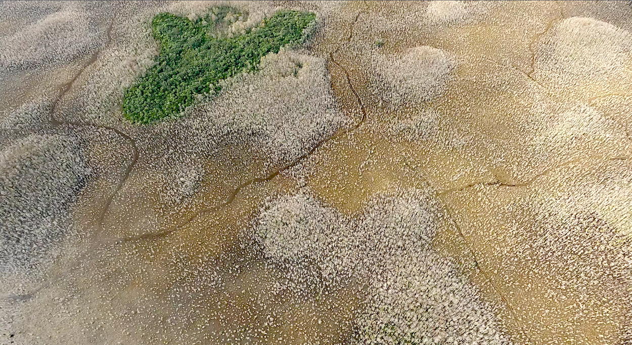 Seismic lines laid across Big Cypress National Preserve in 2017 and 2018 remain highly visible in this aerial photo taken late in 2020/NPCA