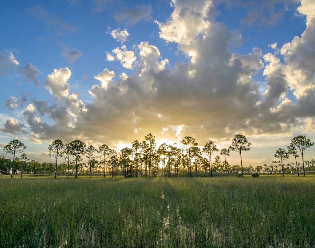 Conservation groups disagree with the National Park Service over the extent of restoration work done after oil exploration at Big Cypress/NPS file