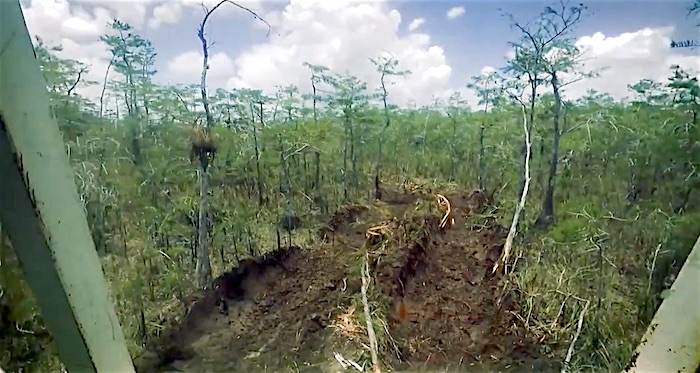 Tracks left on the landscape of Big Cypress National Preserve by vibroseis trucks/NPS