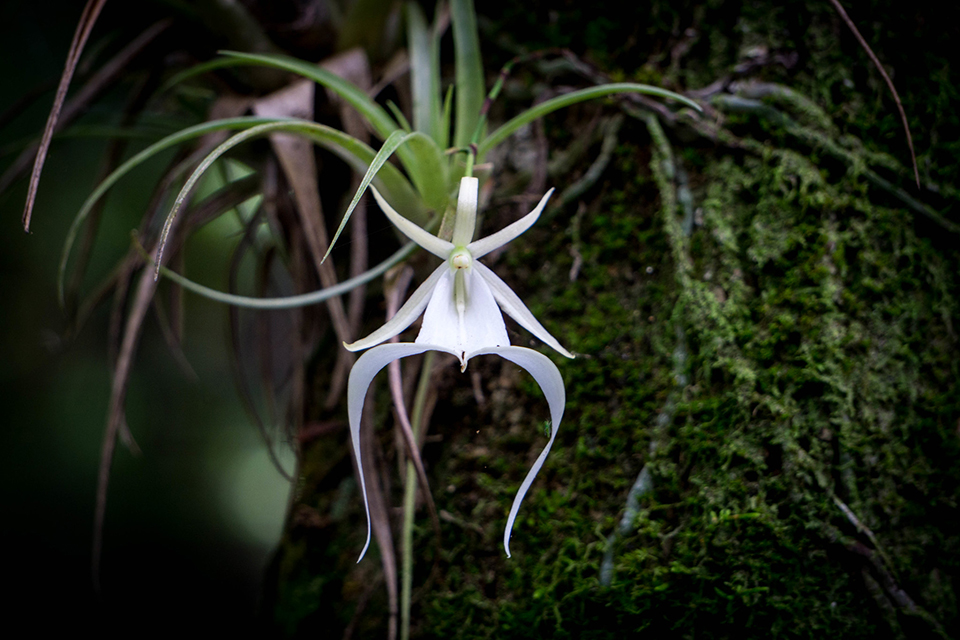 Ghost orchid, Big Cypress National Preserve / National Park Service Ghost orchid, Big Cypress National Preserve / National Park Service