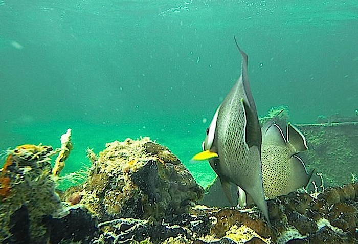 Biscayne National Park's fisheries/Jameson Clifton Biscayne National Park's fisheries/Jameson Clifton