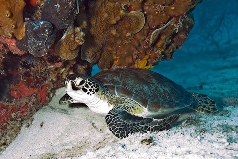 Biscayne National Park authorities want to find who killed a sea turtle/NPS file