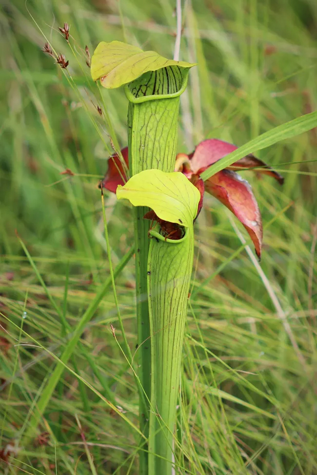 Pitcher plants, Big Thicket National Preserve / NPS - Scott Sharaga