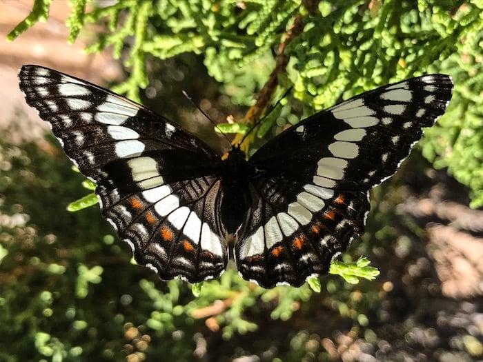 Butterflies at Black Canyon of the Gunnison National Park/Kellie Chidester