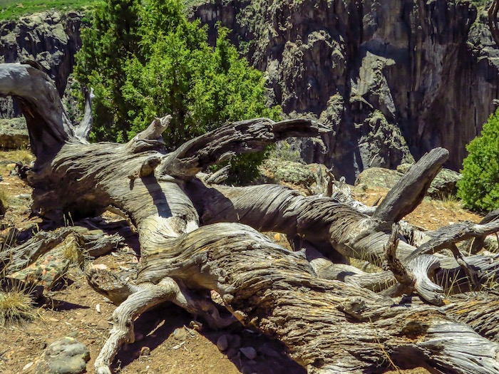 Pinyon pines, ancients of Black Canyon of the Gunnison National Park/Kellie Chidester