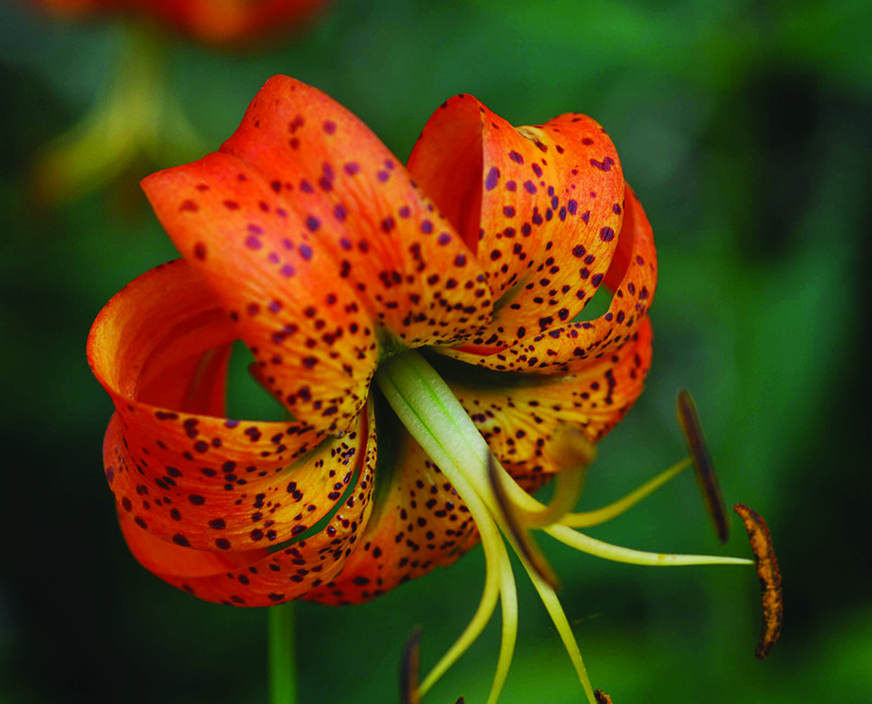 Turk's Cap lily, Blue Ridge Parkway / National Park Service