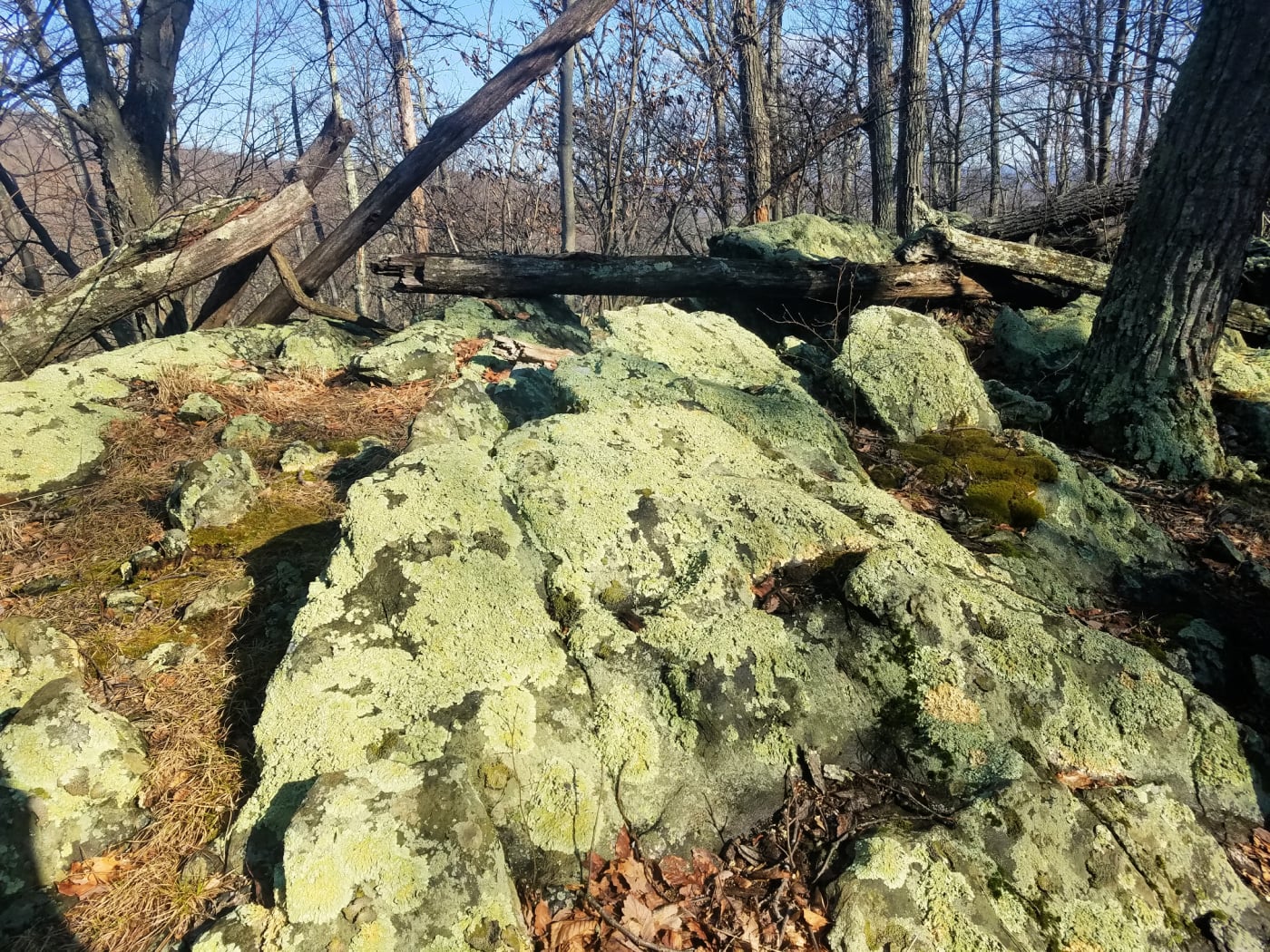 Lichen-covered rock at Catoctin Mountain Park Lichen-covered rock at Catoctin Mountain Park
