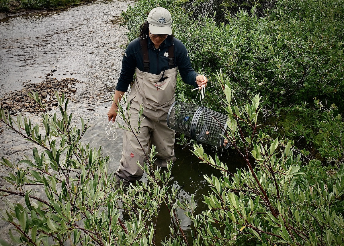 Parks Canada staff caught the crayfish in a minnow trap baited with hot dogs. Parks Canada staff caught the crayfish in a minnow trap baited with hot dogs.