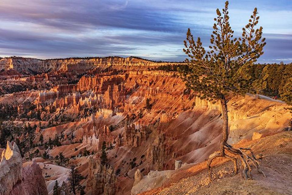 The golden light of sunrise at Sunrise Point, Bryce Canyon National Park / Rebecca Latson