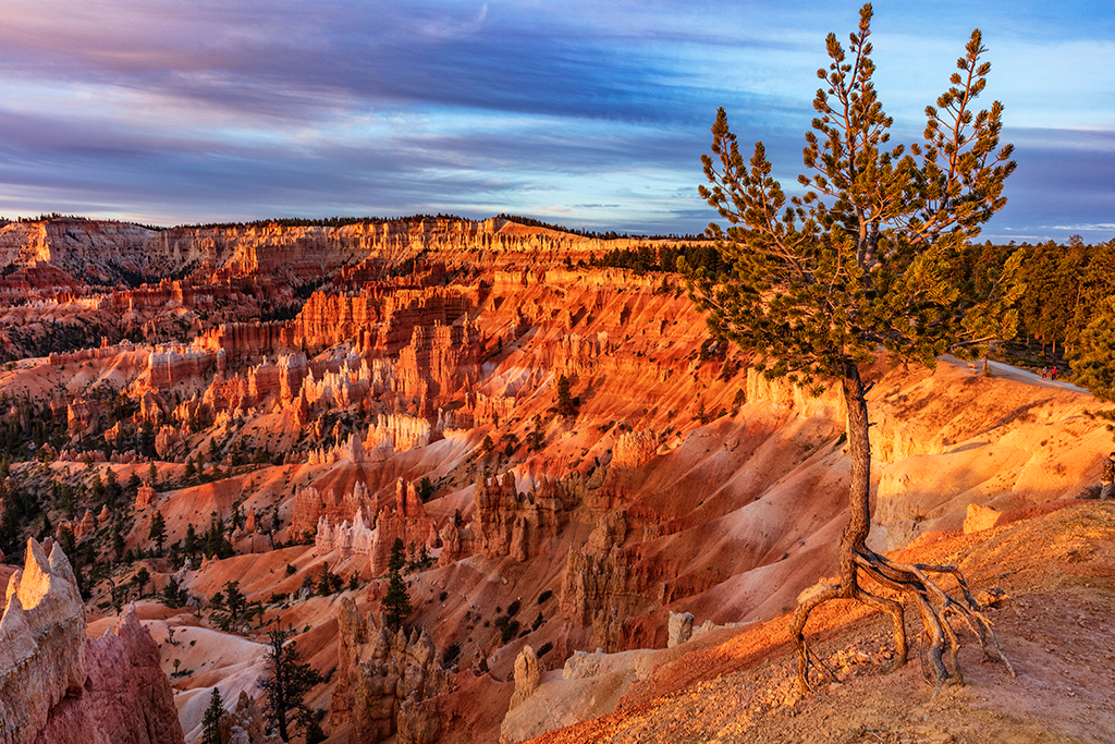 Keeping a toe hold, Bryce Canyon National Park / Rebecca Latson