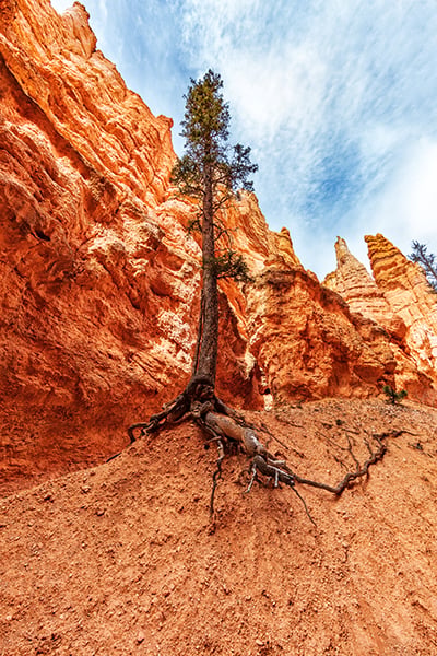 Holding onto the trail by the roots, Bryce Canyon National Park / Rebecca Latson