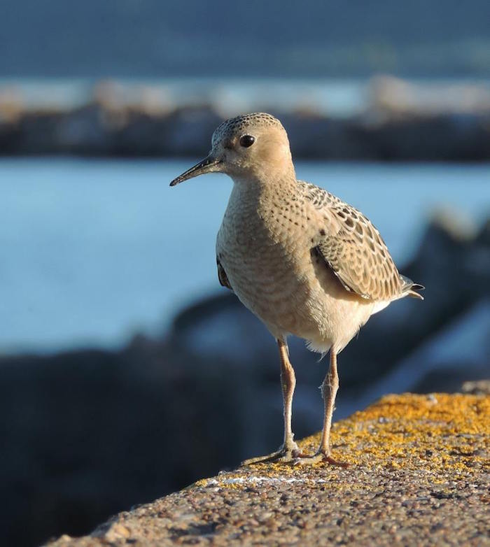 Buff-breasted Sandpiper/Kirby Adams