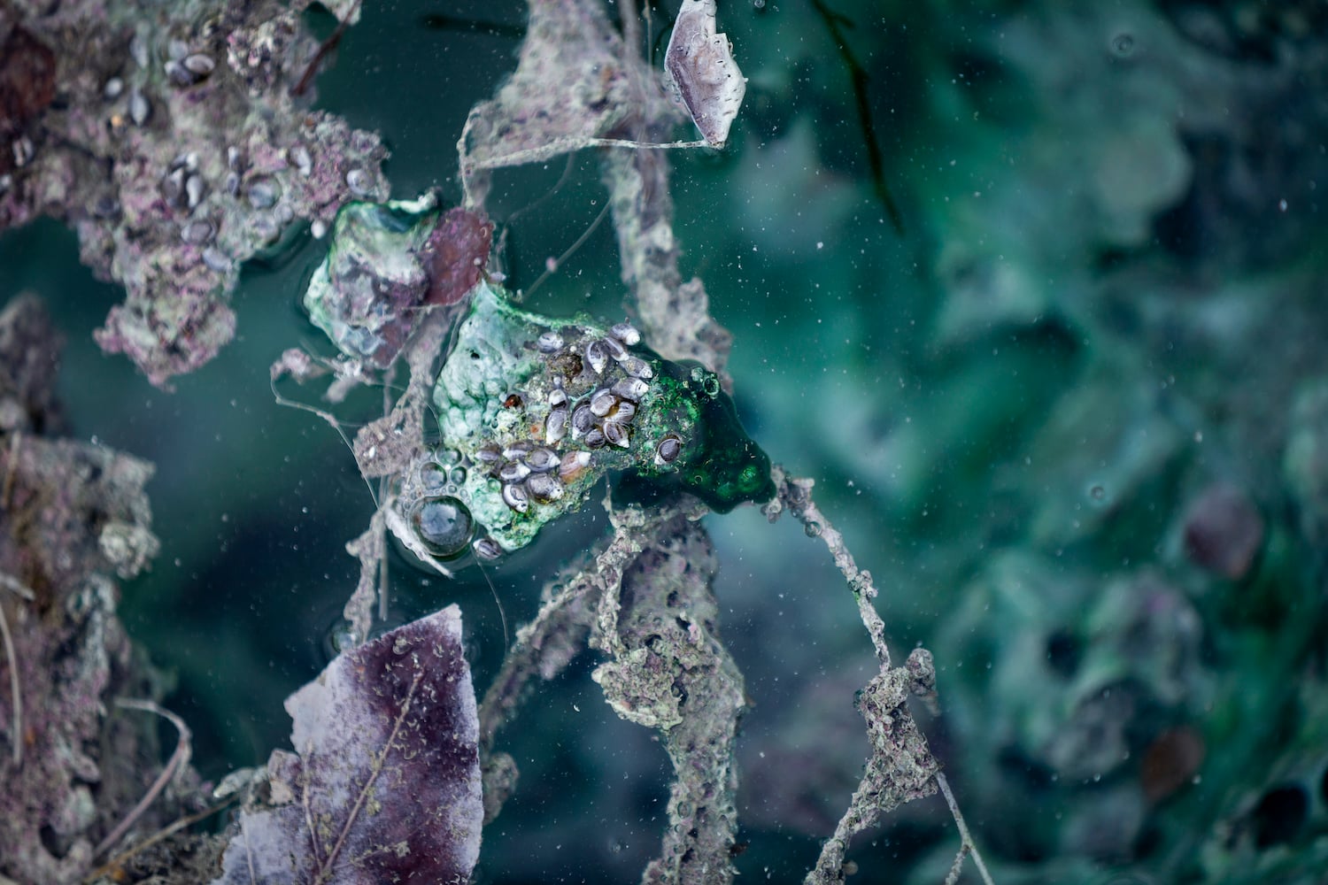Unlike grizzly bears, Banff Springs Snails are hard to make out unless you know to look closely in just a few thermal pools. Unlike grizzly bears, Banff Springs Snails are hard to make out unless you know to look closely in just a few thermal pools.
