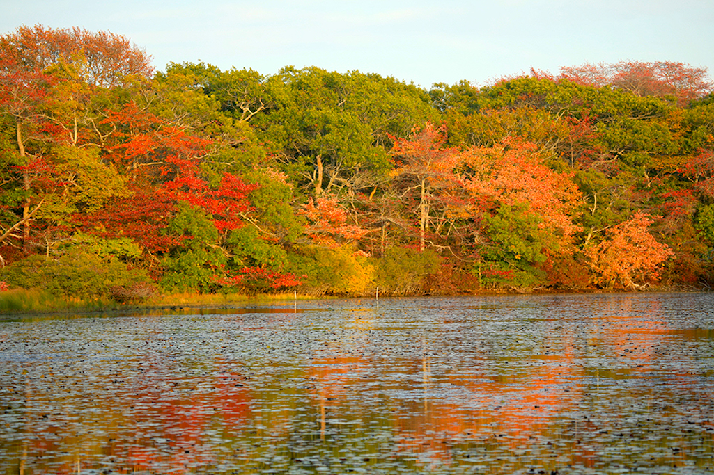 The Beech Forest at Cape Cod National Seashore will be formally inducted into the national Old-Growth Forest Network/Jess Mechling