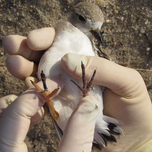 Wildlife, such as this piping plover at Cape Cod National Seashore, can become entangled in discarded fishing line/NPS