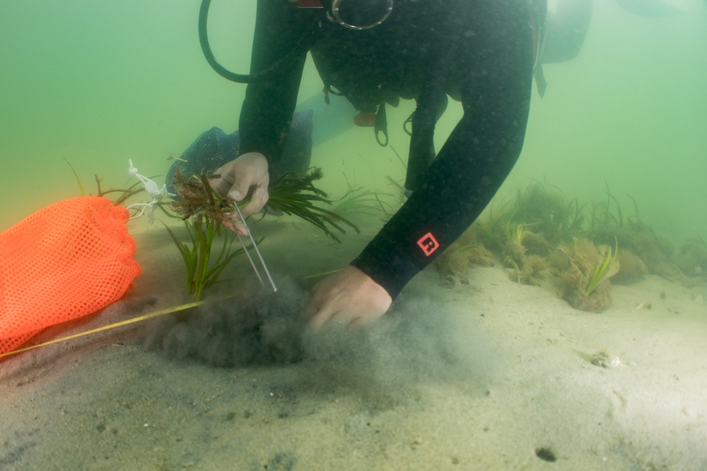 Scientists at Cape Cod National Seashore will strive to stop the decline of seagrass/NPS