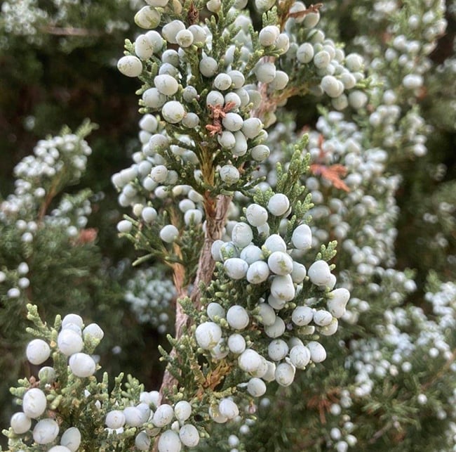 Juniper berries, Cape Cod National Seashore / NPS - O. Burke