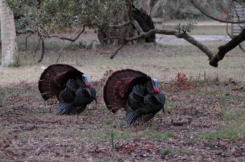 cape cod, turkey, hunting, bird