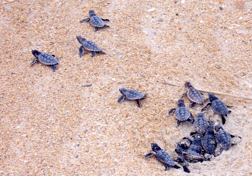 More than 25,000 sea turtle hatchlings made it into the Atlantic at Cape Hatteras National Seashore this year/NPS file