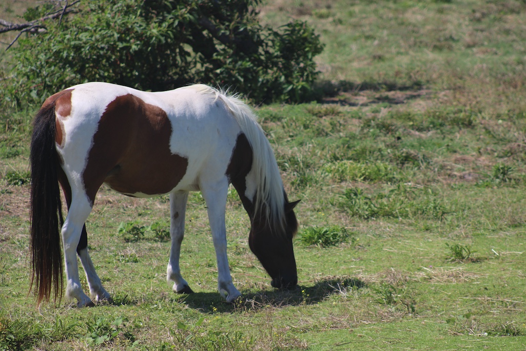 Unlike other Park Service herds, the horses at Cape Hatteras are kept in a paddock/Declan McCleaf Unlike other Park Service herds, the horses at Cape Hatteras are kept in a paddock/Declan McCleaf