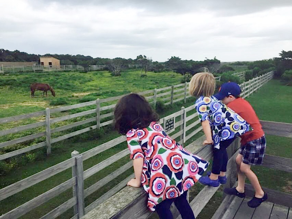 The ponies have been a popular draw with some Cape Hatteras visitors/Declan McCleaf The ponies have been a popular draw with some Cape Hatteras visitors/Declan McCleaf