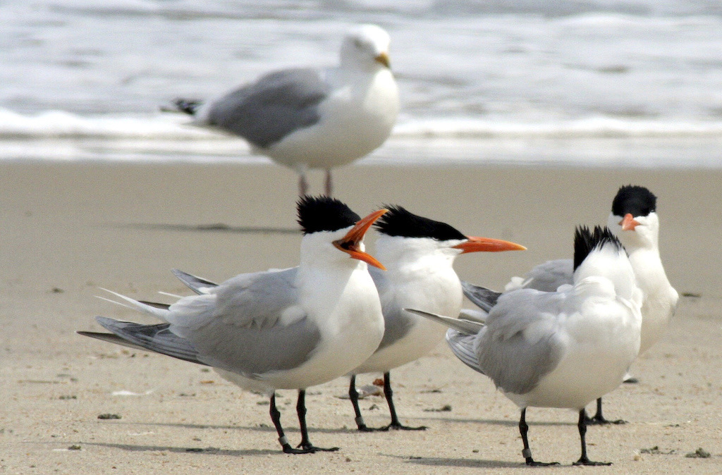 Cape Hatteras National Seashore is the focus of this Sunday's podcast from National Parks Traveler/NPS file Cape Hatteras National Seashore is the focus of this Sunday's podcast from National Parks Traveler/NPS file