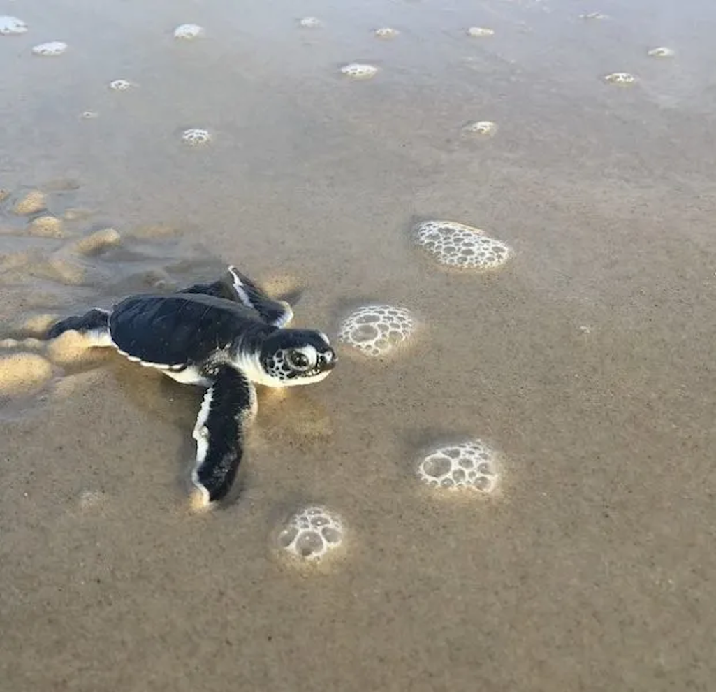 Adopt a sea turtle nest at Cape Hatteras National Seashore/NPS Adopt a sea turtle nest at Cape Hatteras National Seashore/NPS