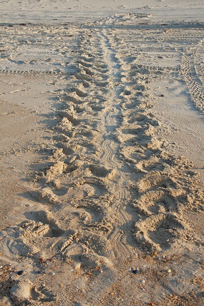 Sea Turtle Tracks Sea Turtle Tracks