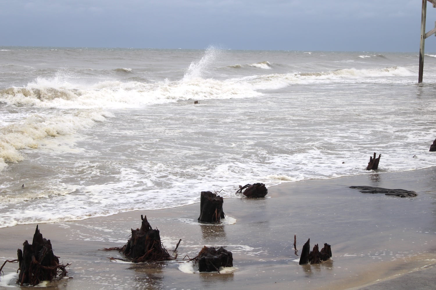 As the barrier island's sands move, they reveal the remains of a forest or swamp/Declan McLeaf As the barrier island's sands move, they reveal the remains of a forest or swamp/Declan McLeaf