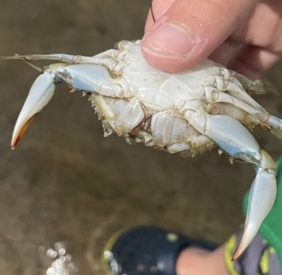 Female blue crab, Cape Hatteras National Seashore / NPS - J. Weaver Female blue crab, Cape Hatteras National Seashore / NPS - J. Weaver