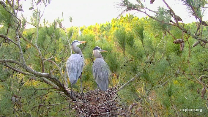 Great blue herons nesting along the Chesapeake Bay/Chesapeake Bay Conservancy Great blue herons nesting along the Chesapeake Bay/Chesapeake Bay Conservancy