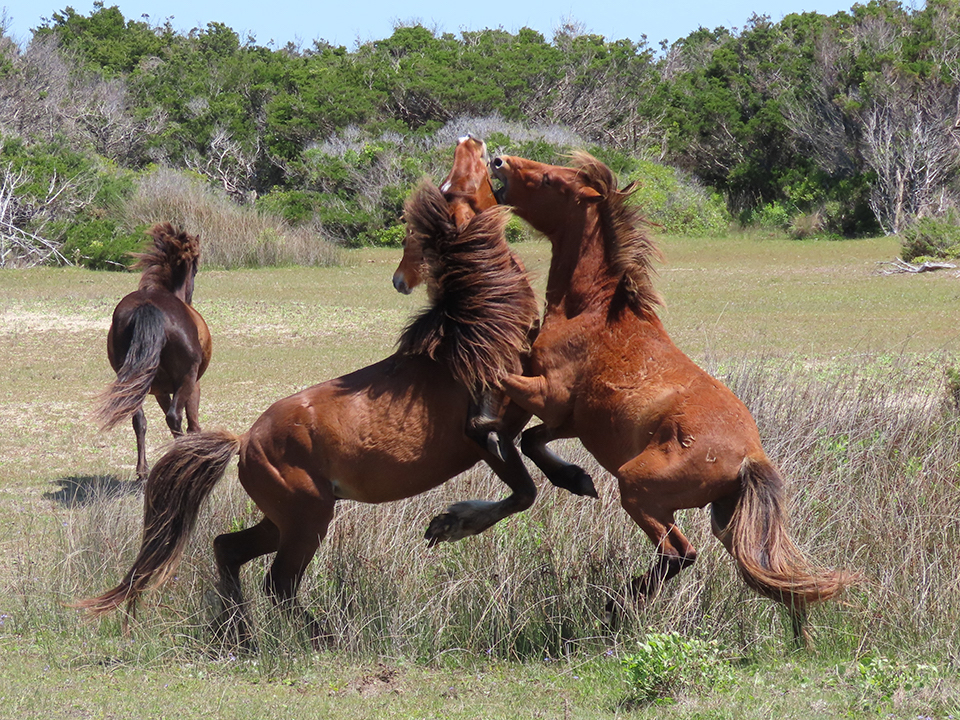 Stallions trying to exert dominance at Cape Lookout/NPS
