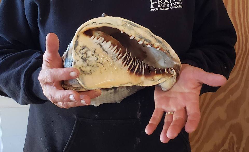Hermit shell found on the beaches of Cape Lookout National Seashore/NPS