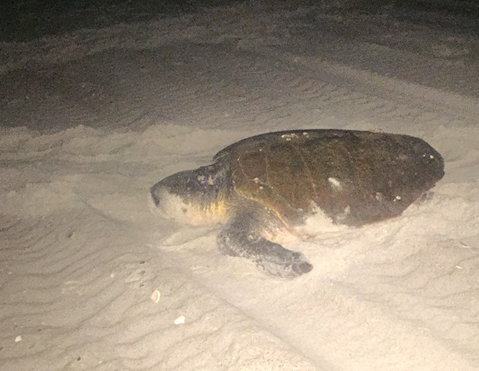 It's been a banner year for wildlife nesting at Cape Lookout National Seashore/NPS