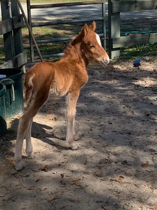 A newborn foal now residing with the Foundation for Shackleford Horses, Cape Lookout National Seashore A newborn foal now residing with the Foundation for Shackleford Horses, Cape Lookout National Seashore