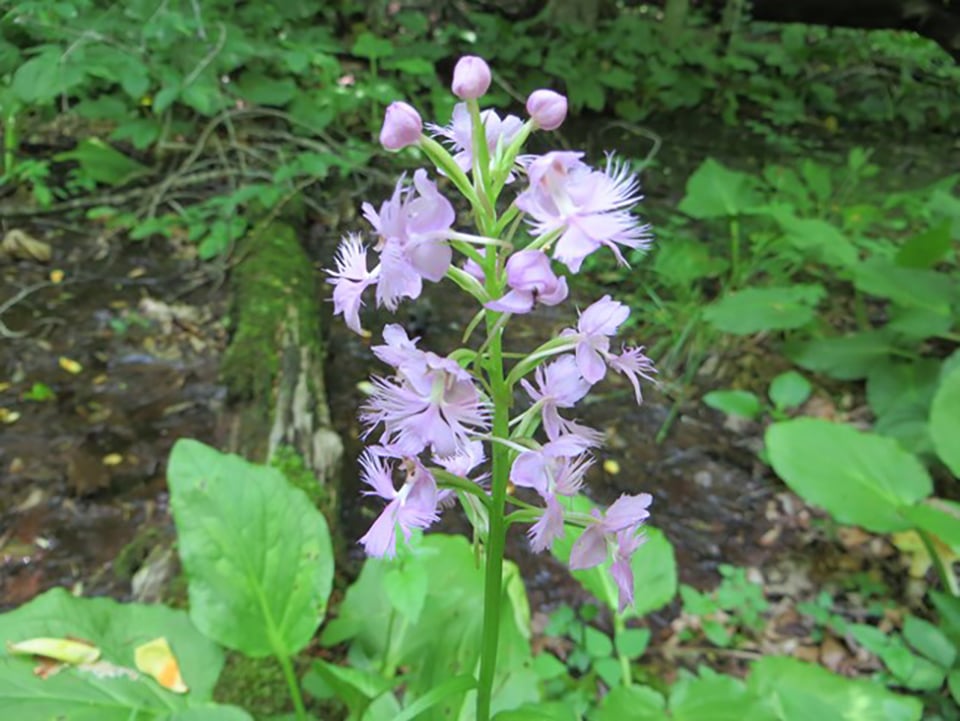 Purple-fringed orchid, Catoctin Mountain Park / National Park Service Purple-fringed orchid, Catoctin Mountain Park / National Park Service