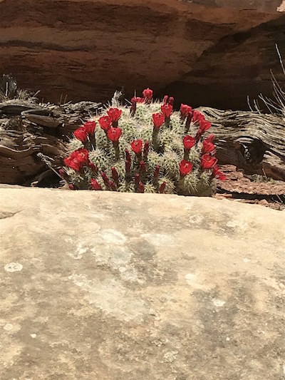 Claret Cup Cactus in bloom in the Needles District of Canyonlands National Park/Kurt Repanshek